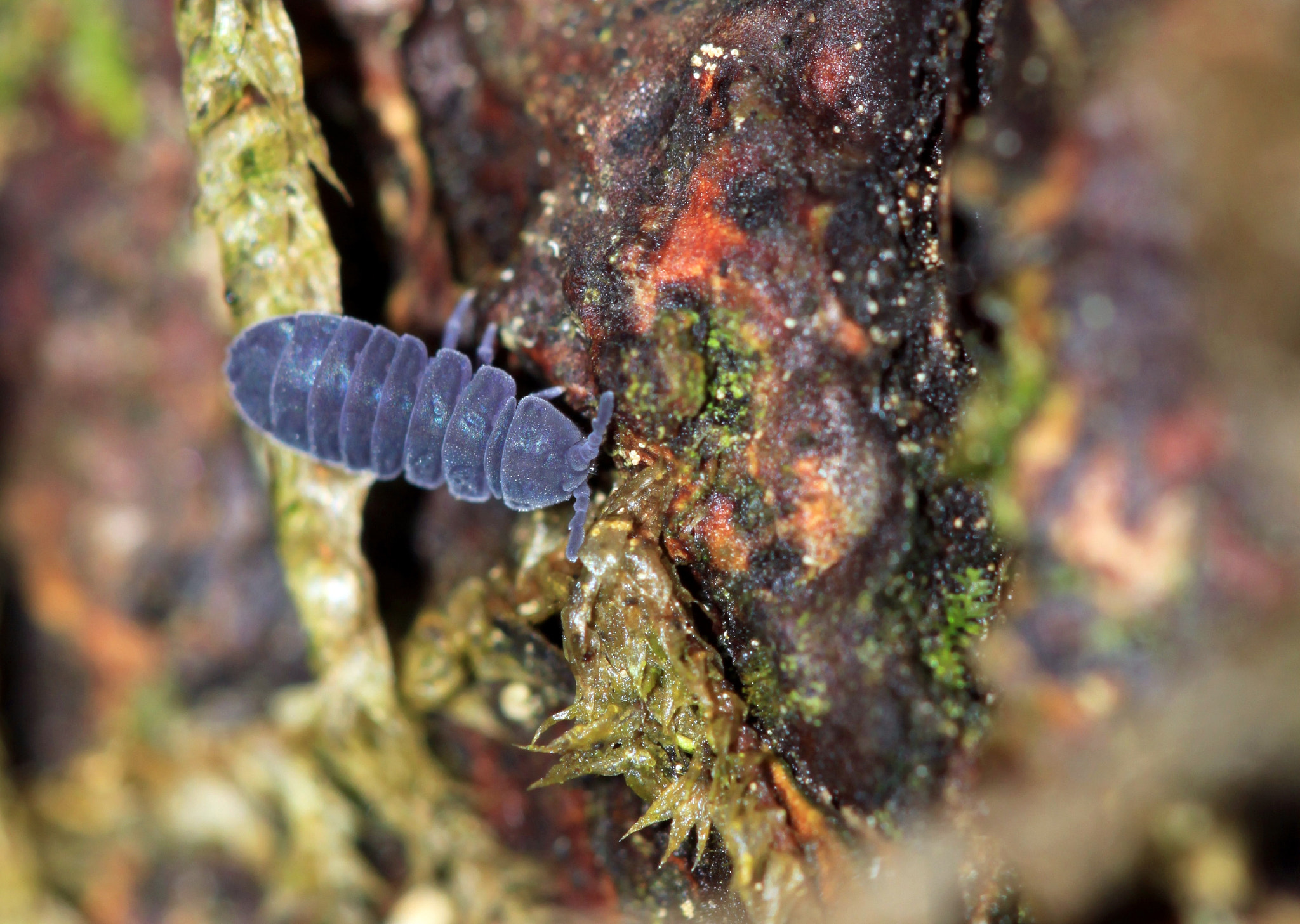 Canon EF 100mm F2.8 Macro USM sample photo. Tetrodontophora bielanensis photography