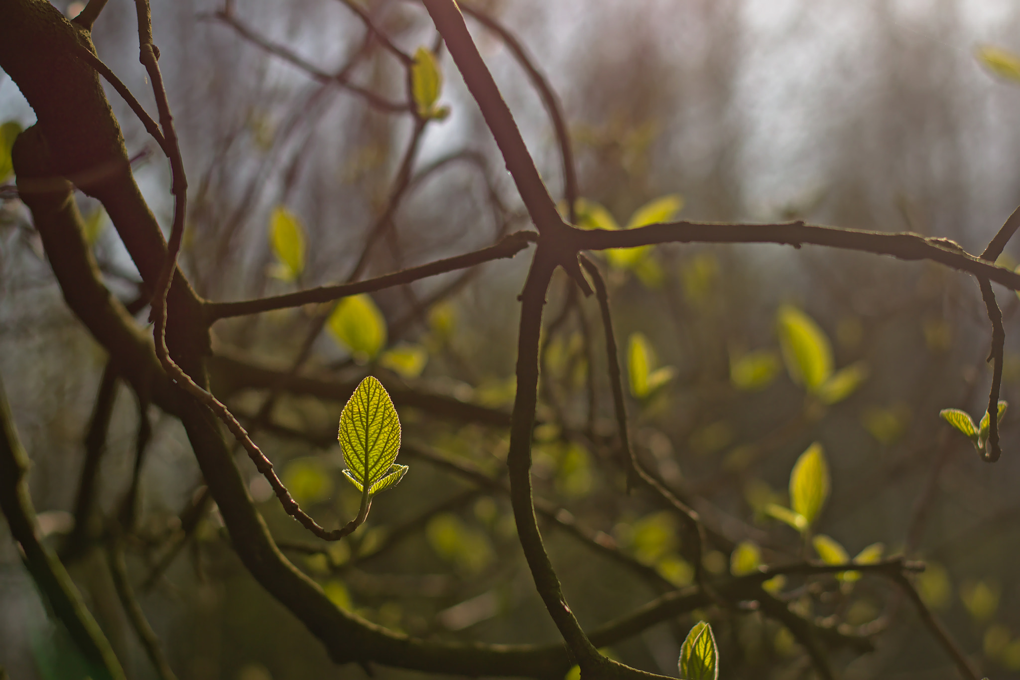 Nikon D5200 + Nikon AF-S Nikkor 50mm F1.8G sample photo. First spring leafs photography