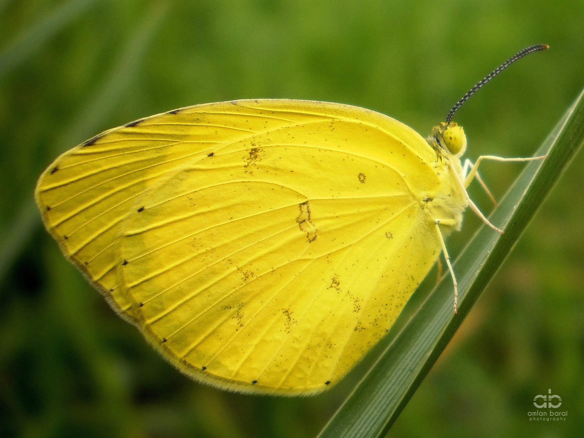 Olympus T105,T100,X36 sample photo. Common grass yellow butterfly photography