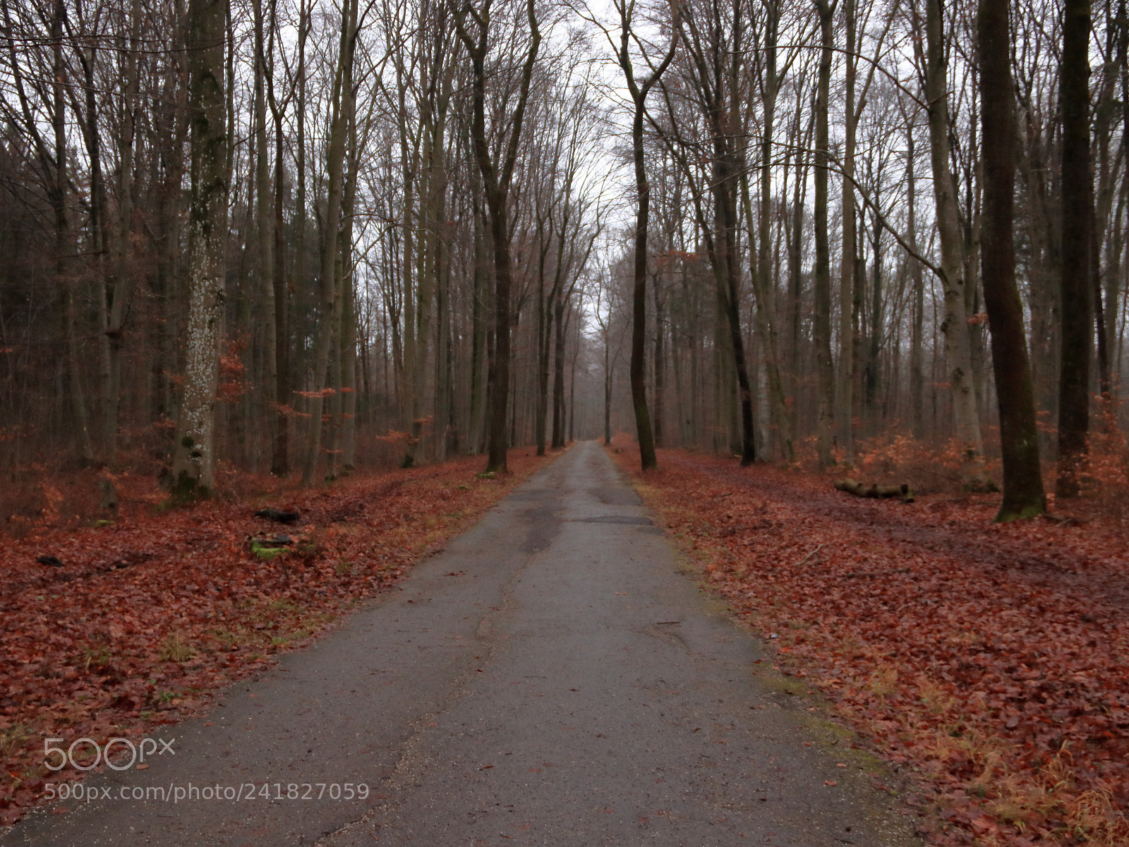 Canon EOS 77D (EOS 9000D / EOS 770D) sample photo. Siebentischwald augsburg im januar photography