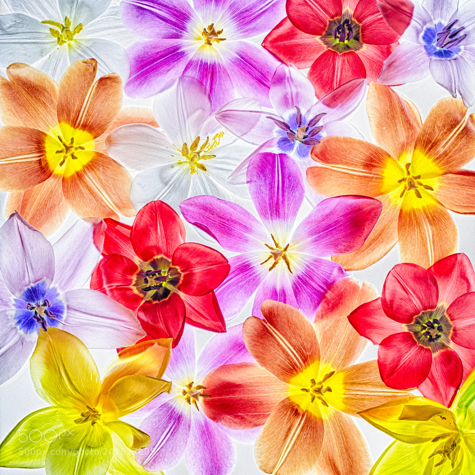 Nikon D7200 sample photo. Flowers photography