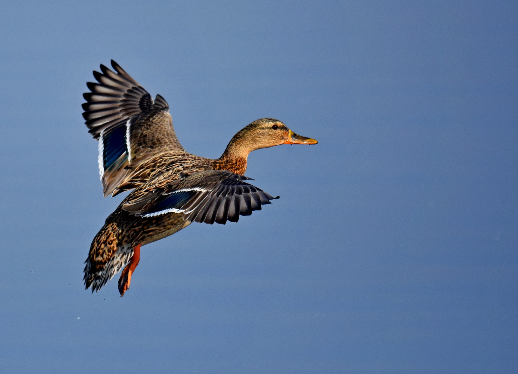 Nikon AF-S Nikkor 600mm F4G ED VR sample photo. Mallard photography