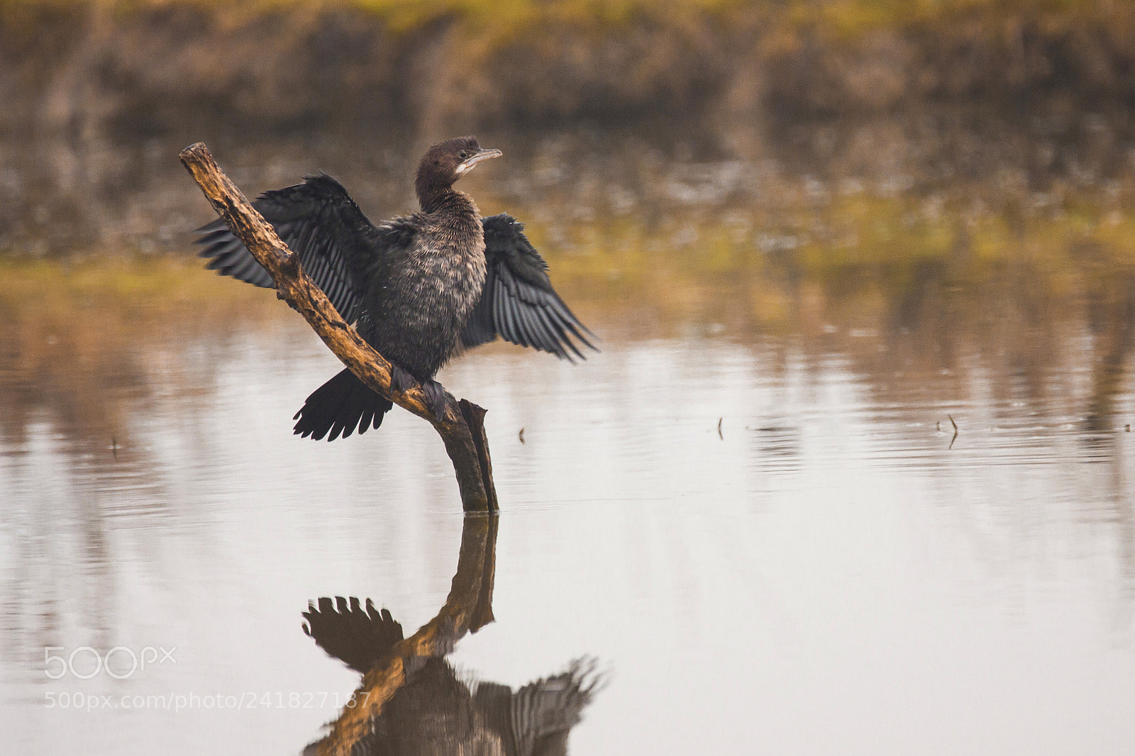 Canon EOS 50D sample photo. Pygmy cormorant photography