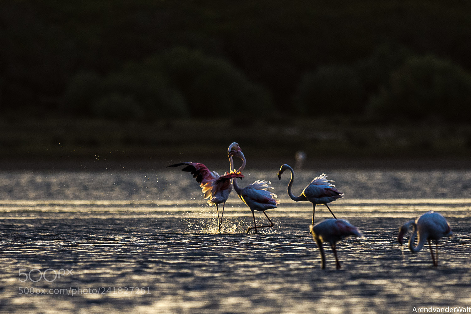 Nikon D7200 sample photo. Flamingoes at dusk photography