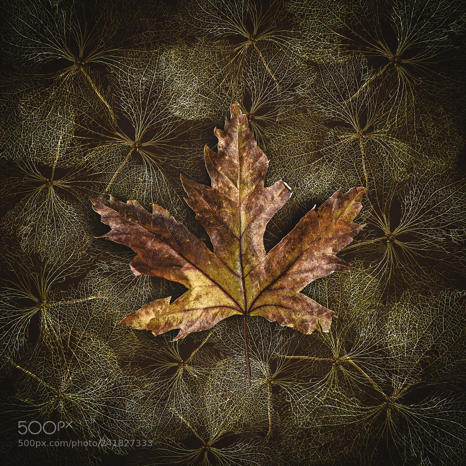 Nikon D600 sample photo. Vegetal web photography