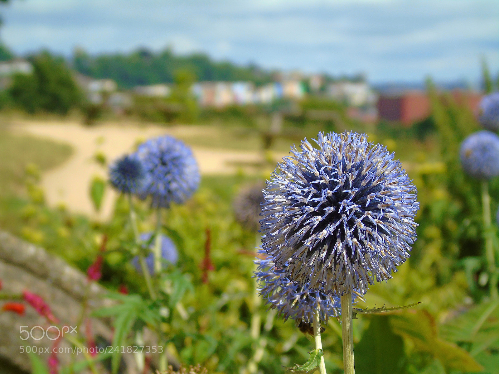 Sony Cyber-shot DSC-H400 sample photo. Purple dandelion overlooking bristol photography