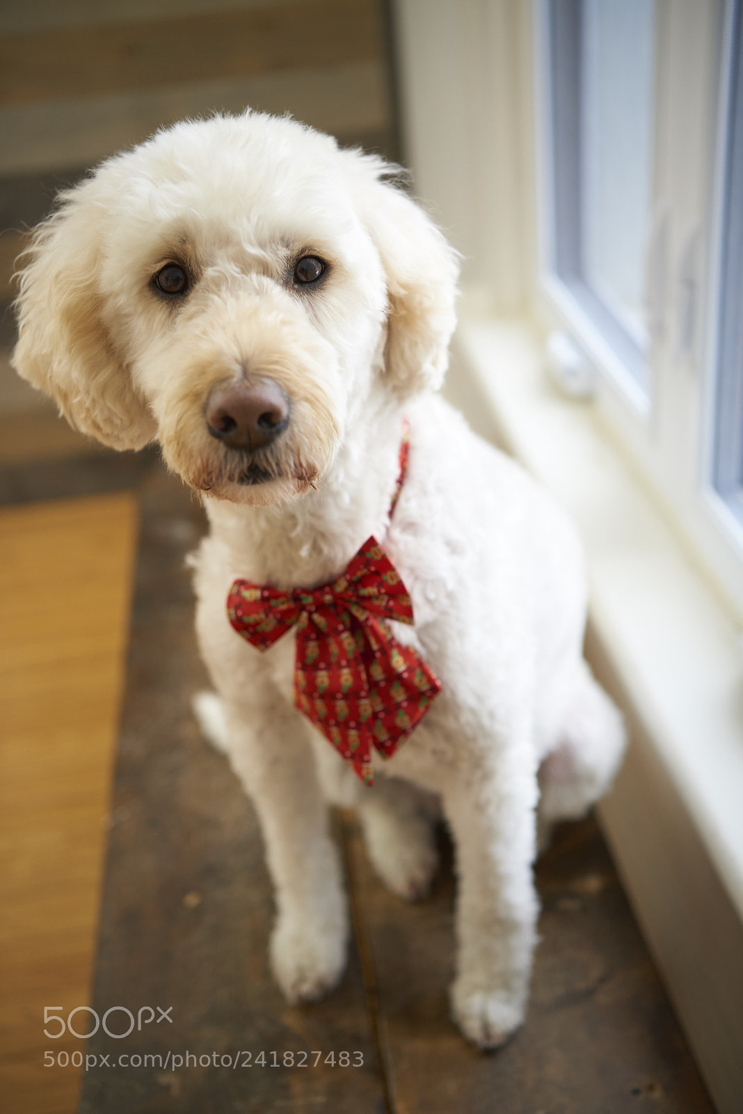 Nikon D810 sample photo. Goldendoodle wearing christmas bowtie photography