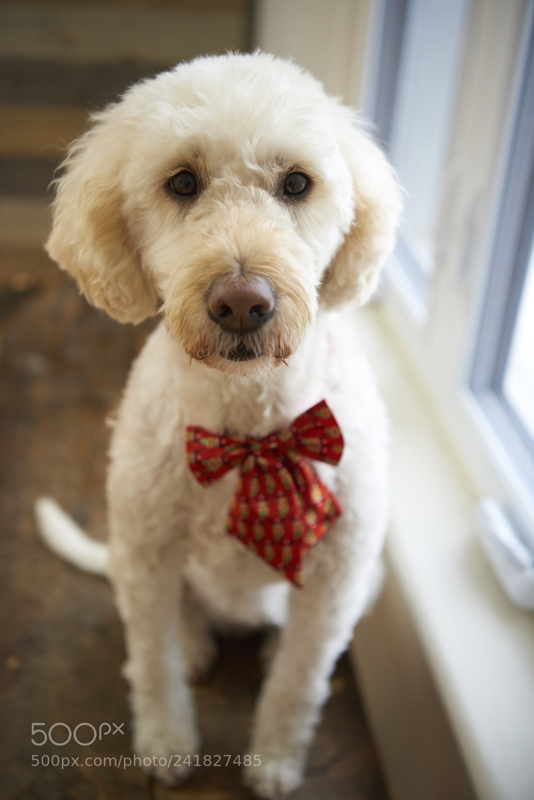 Nikon D810 sample photo. Goldendoodle wearing christmas bowtie photography