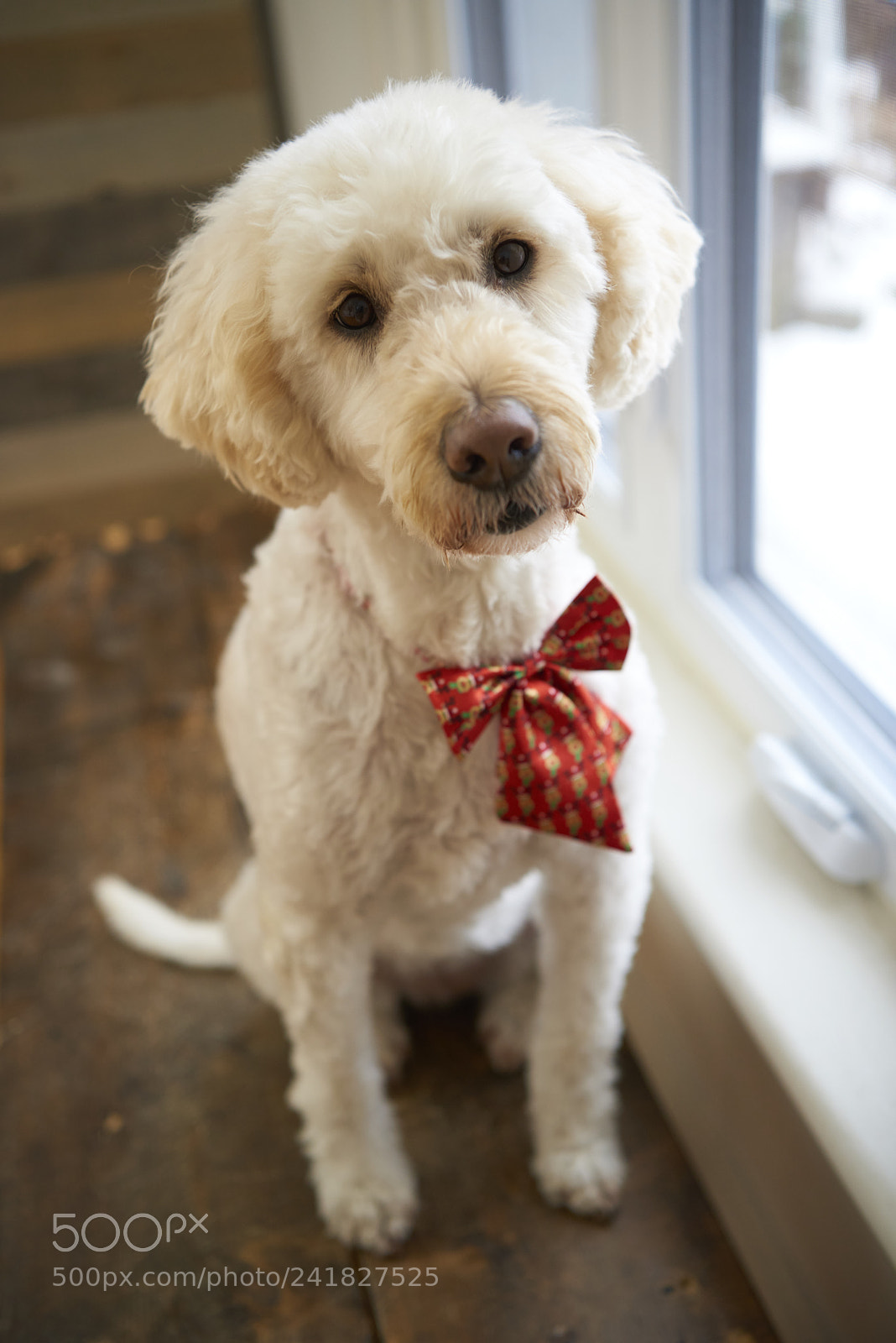 Nikon D810 sample photo. Goldendoodle wearing christmas bowtie photography
