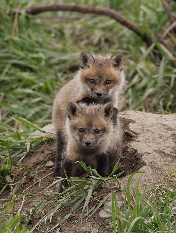 Canon EOS-1D Mark IV sample photo. Fox photography
