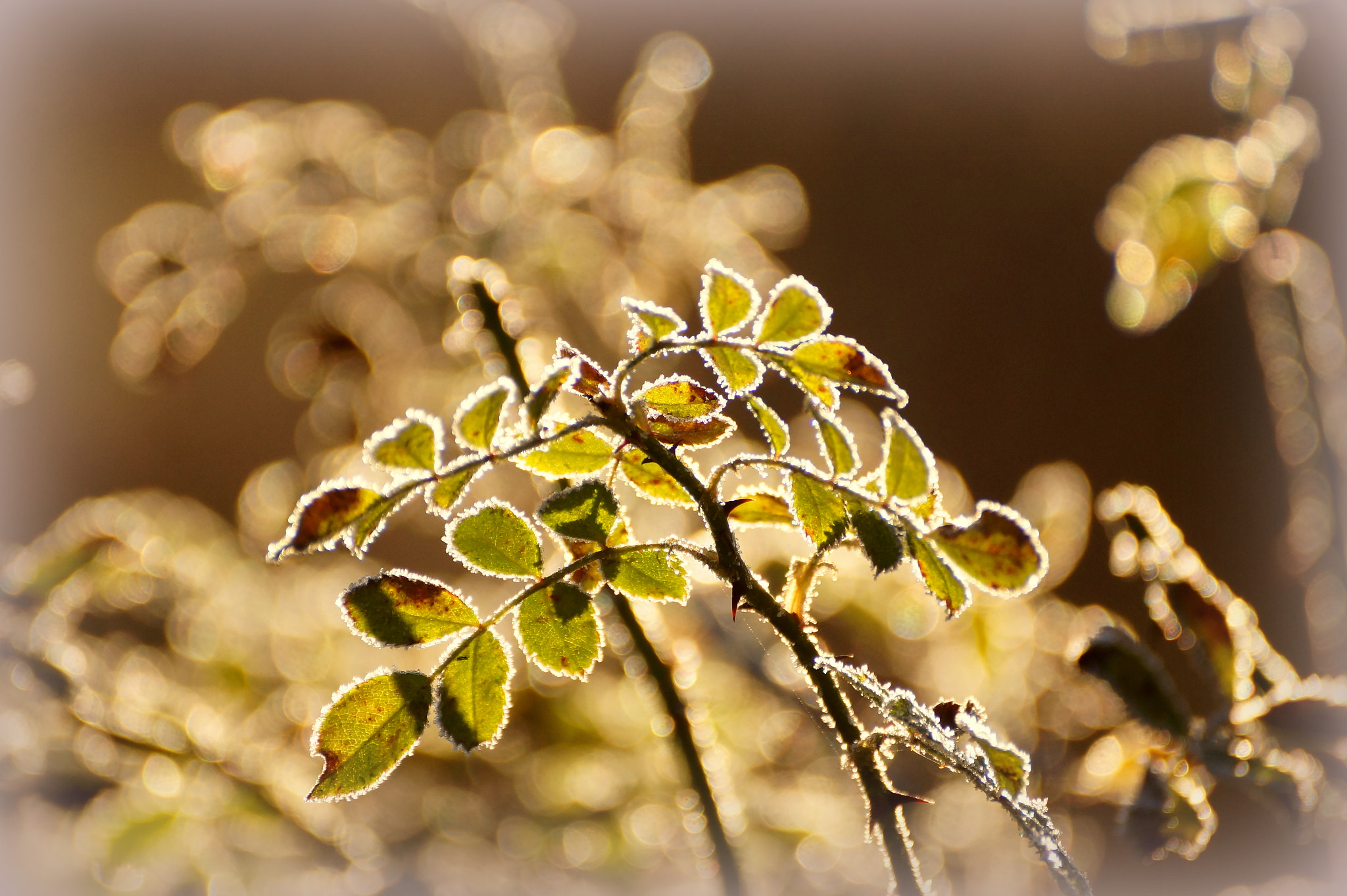 Sony DT 55-300mm F4.5-5.6 SAM sample photo. Winter photography