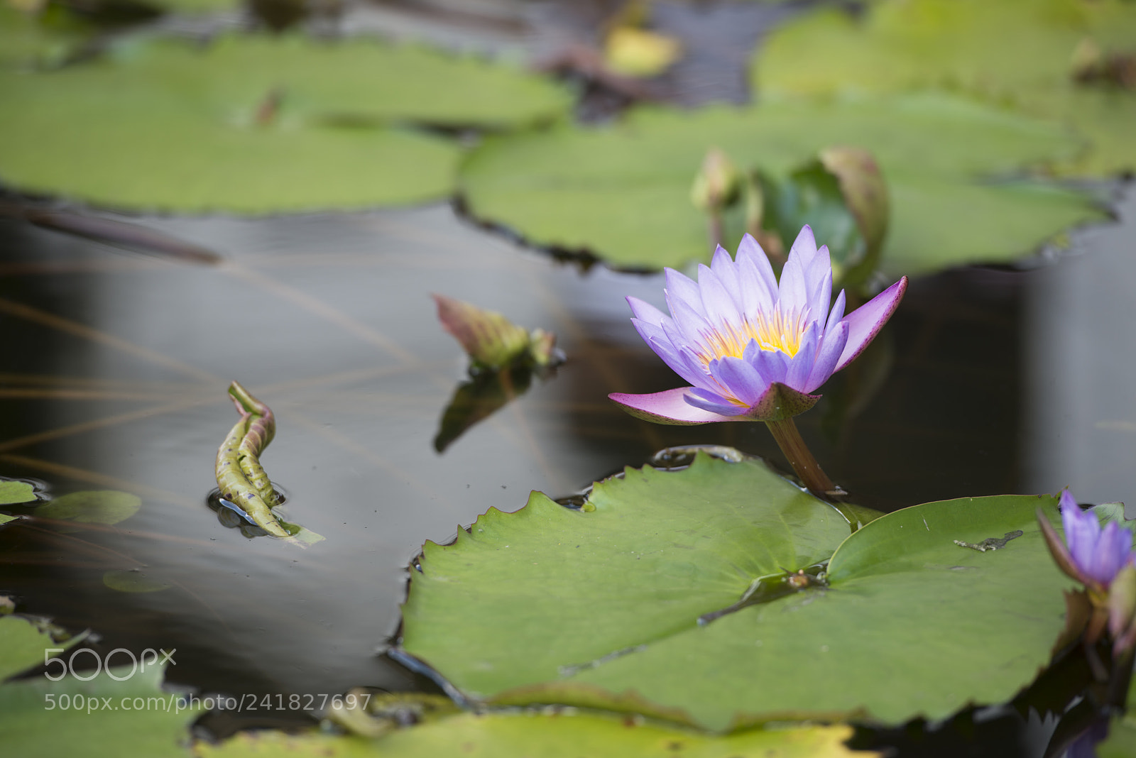 Nikon D800 sample photo. Lotus flower, dambulla temple photography