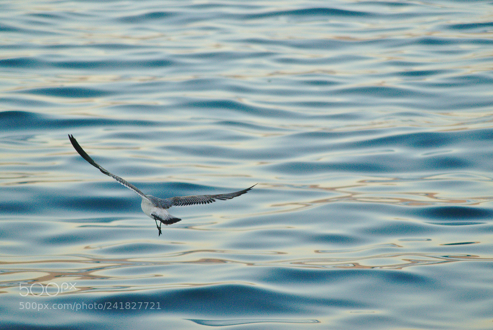 Sony DT 55-200mm F4-5.6 SAM sample photo. Skimming the ocean photography