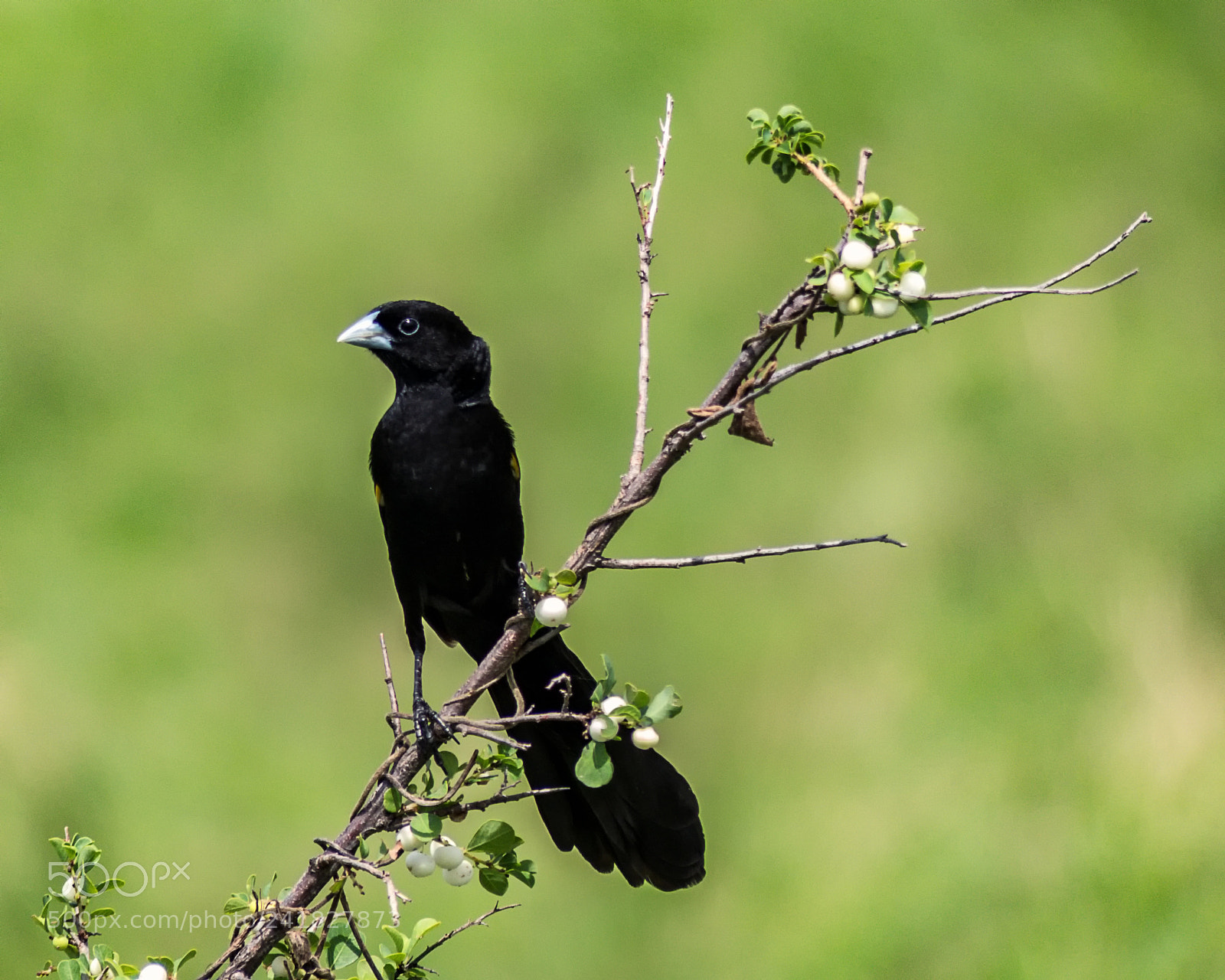 Panasonic Lumix DMC-FZ300 sample photo. White-winged widowbird (euplectes albonotatus) photography