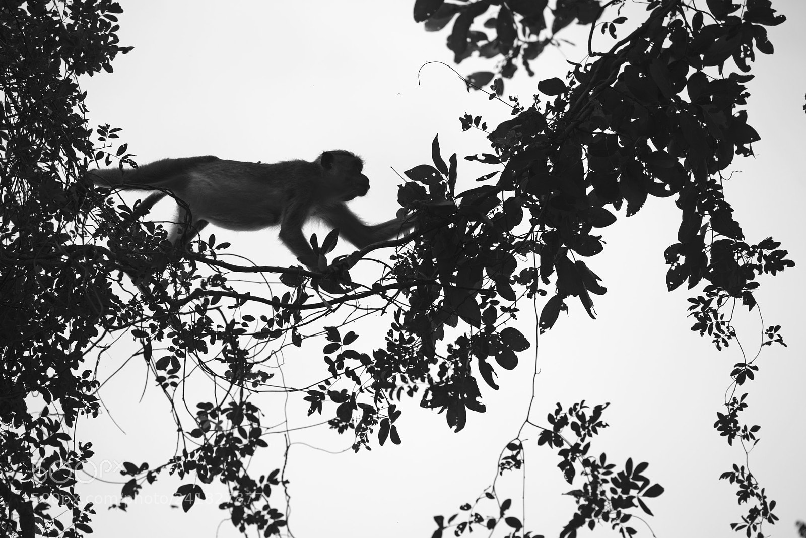 Nikon D800 sample photo. Red face monkey, sri photography