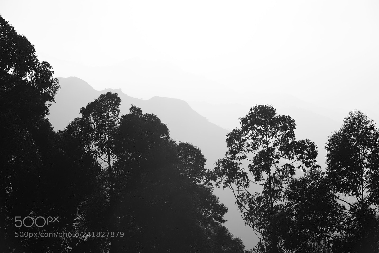 Nikon D800 sample photo. Ella gap, sri lanka photography