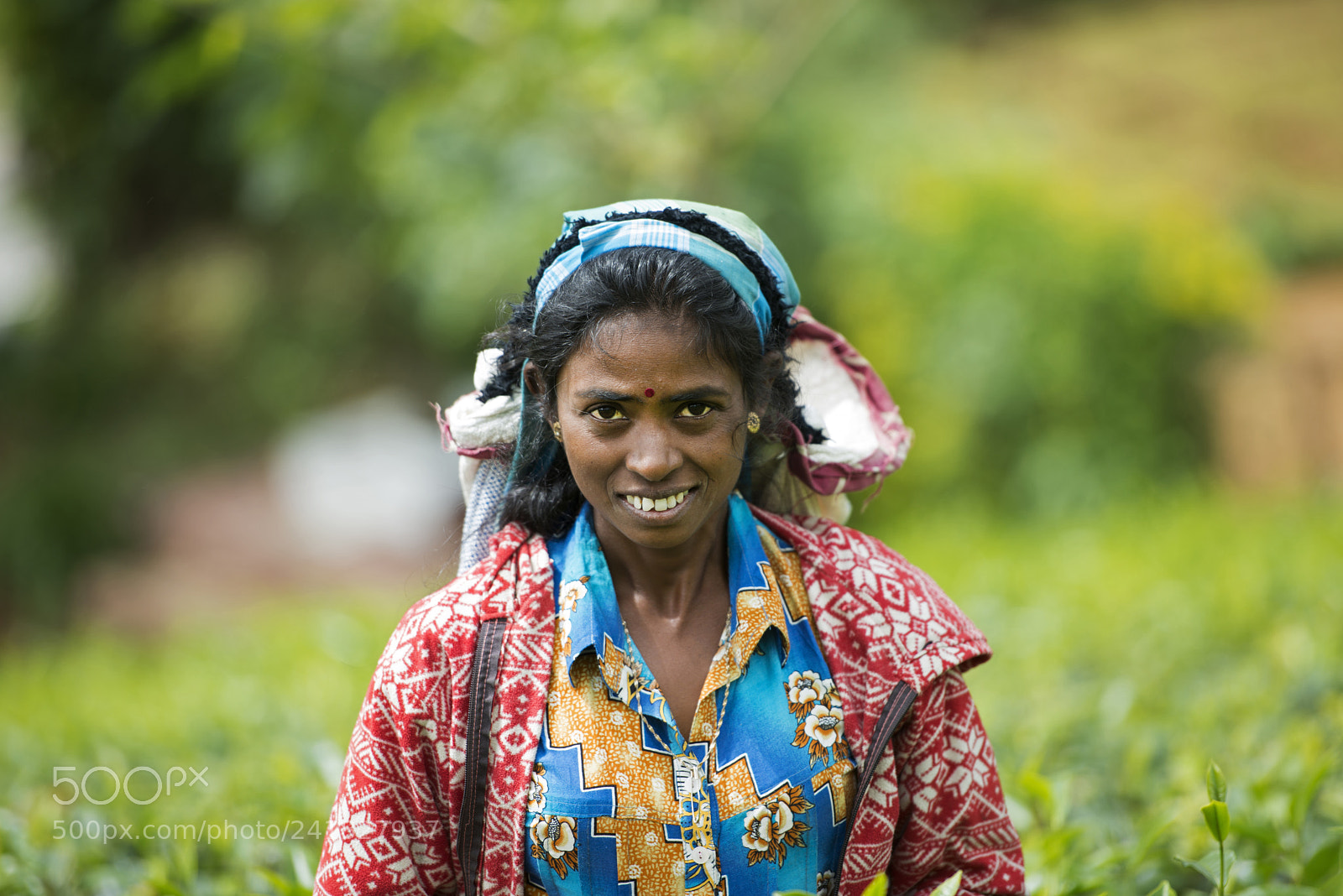 Nikon D800 sample photo. Tea picker, sri lanka photography