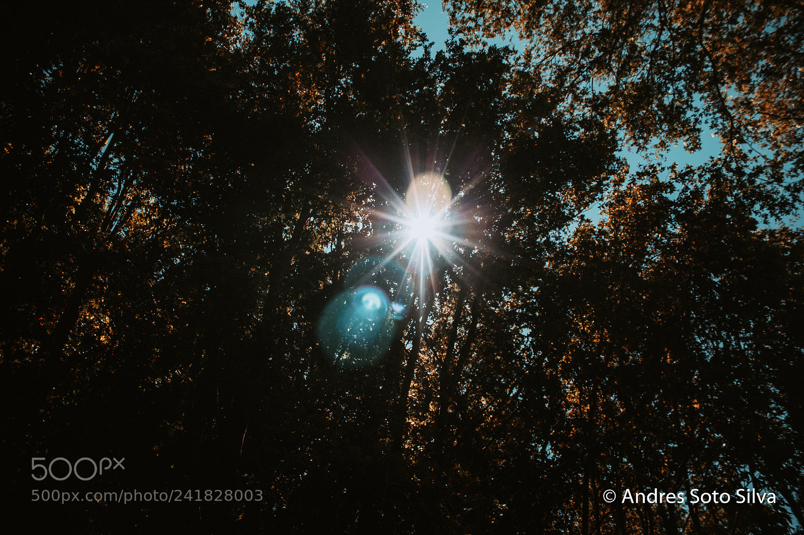 Canon EOS 1300D (EOS Rebel T6 / EOS Kiss X80) sample photo. Cielo entre arboles photography