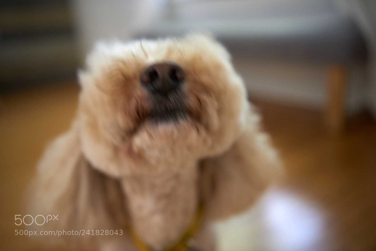 Nikon D810 sample photo. Cute bichon frisee poodle photography
