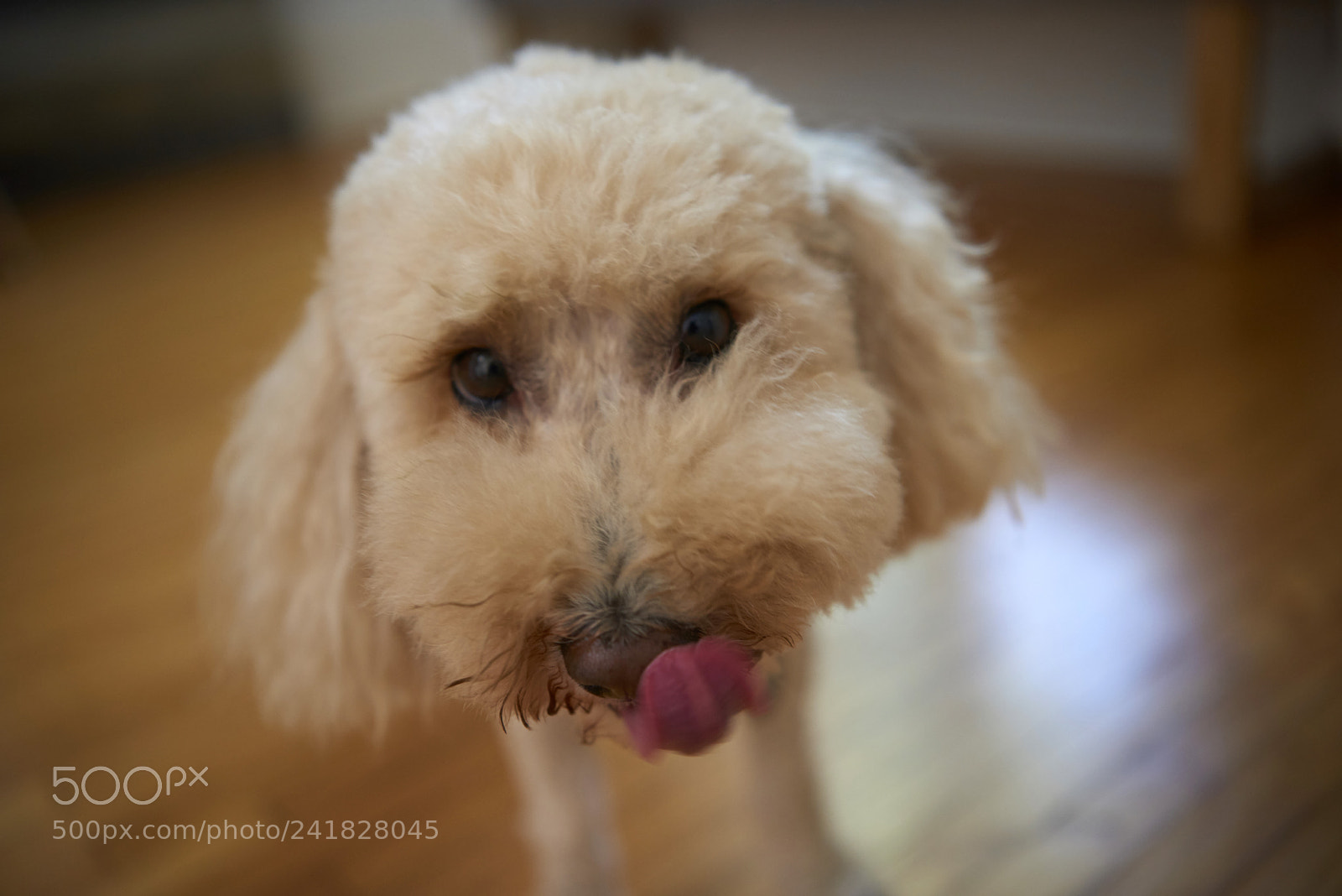Nikon D810 sample photo. Cute bichon frisee poodle photography