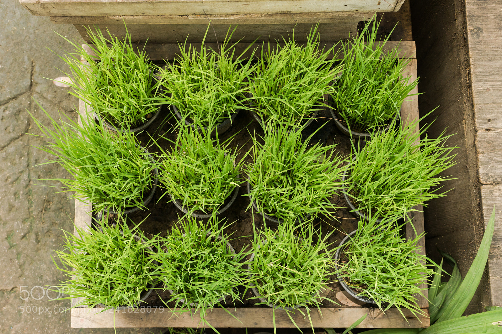 Sony a7 sample photo. Green plants in pots photography