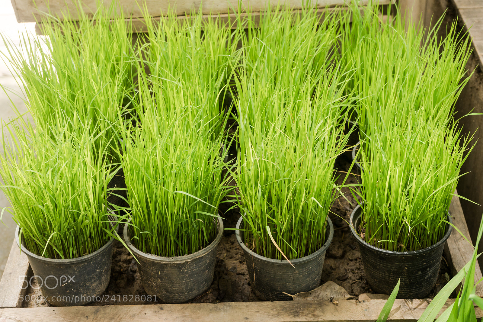 Sony a7 sample photo. Green plants in pots photography