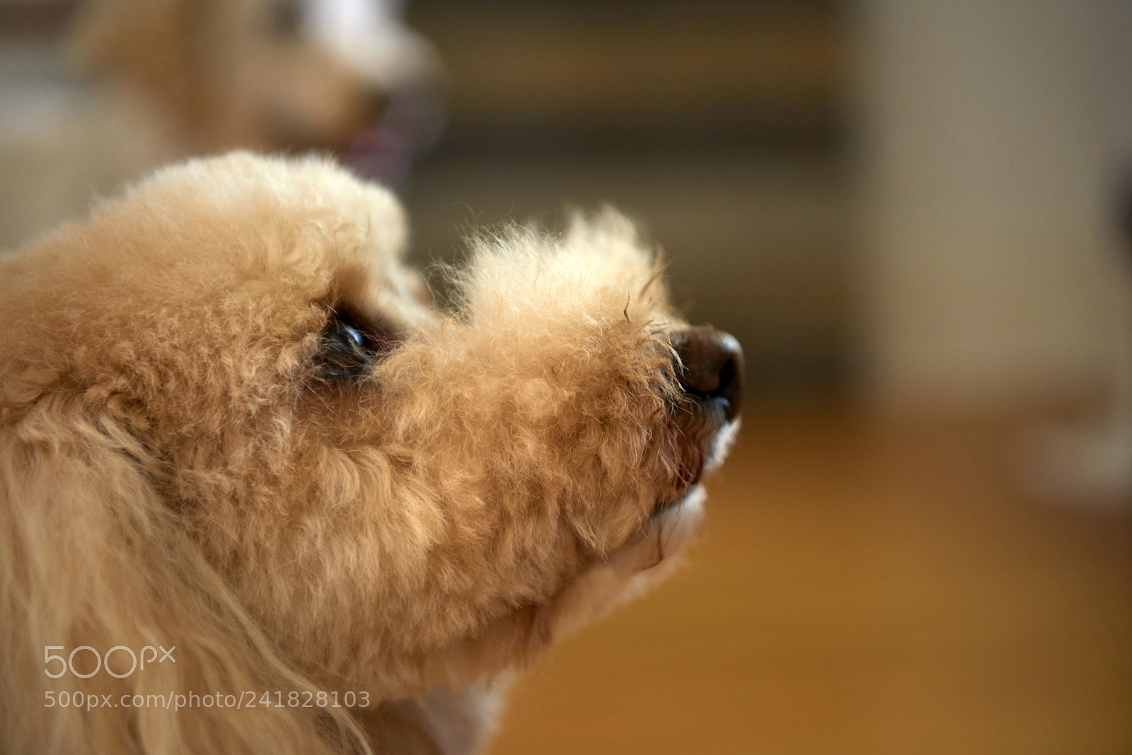 Nikon D810 sample photo. Cute bichon frisee poodle photography