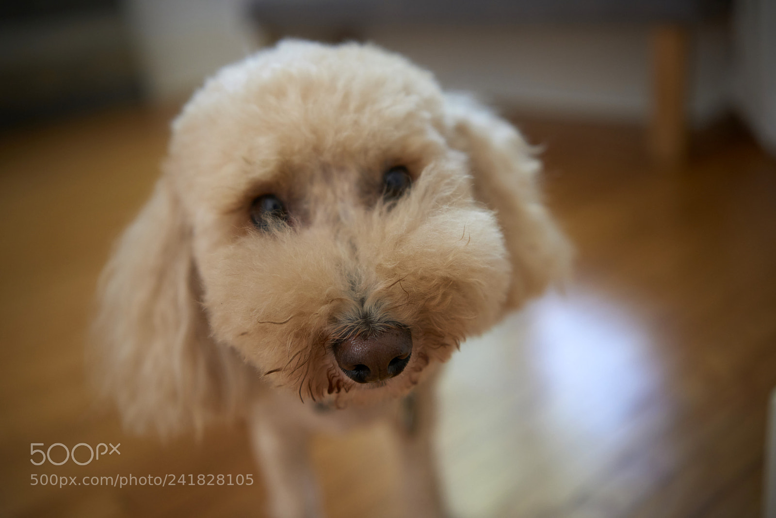 Nikon D810 sample photo. Cute bichon frisee poodle photography