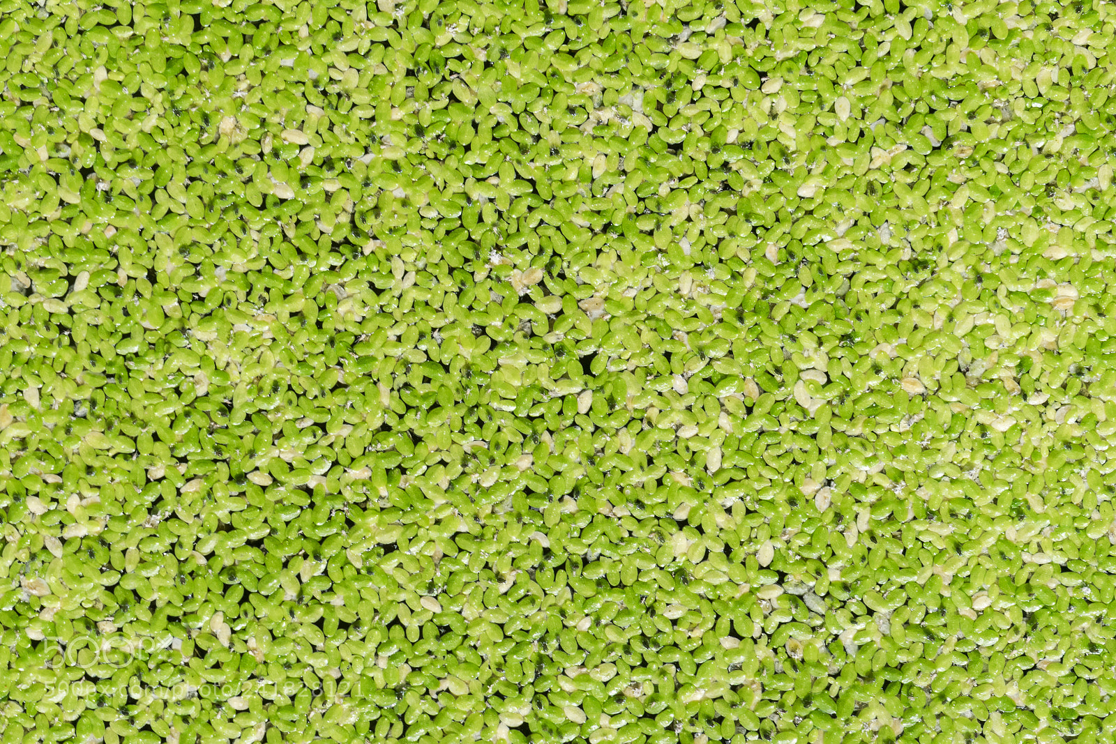Sony a7 sample photo. Green plants texture background photography