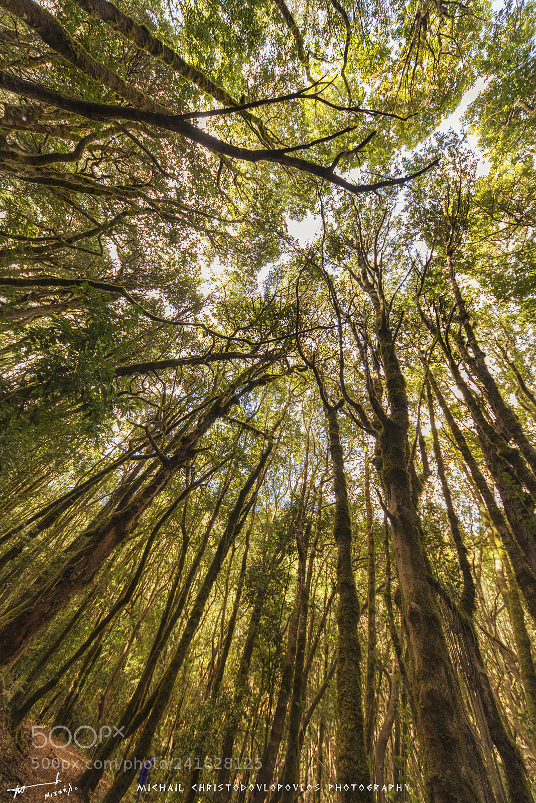 Nikon D810 sample photo. El cedro (la gomera) photography