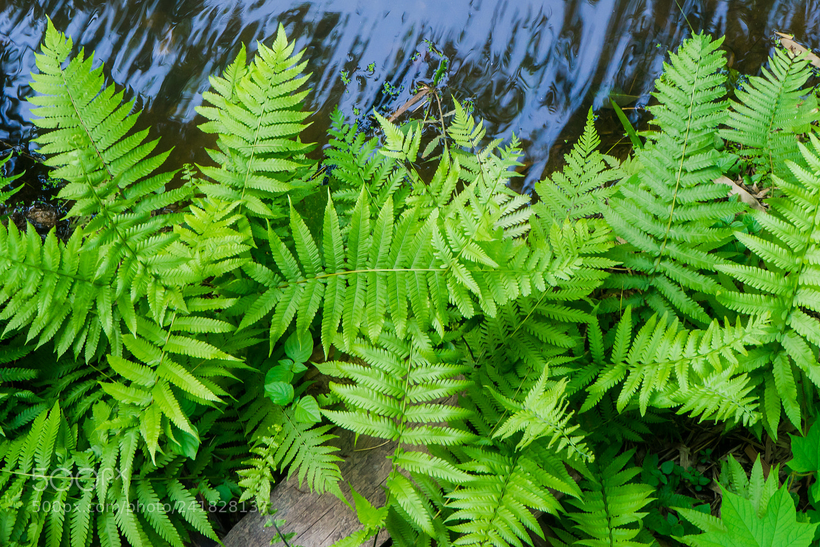 Sony a7 sample photo. Green plant photography
