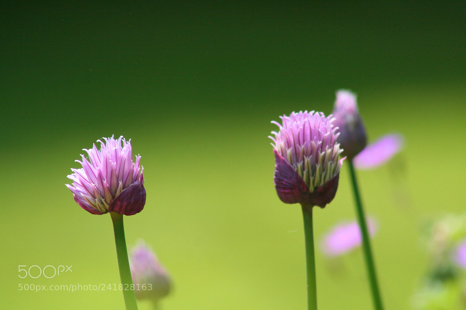 Canon EOS 350D (EOS Digital Rebel XT / EOS Kiss Digital N) sample photo. Closeup of pink chives photography