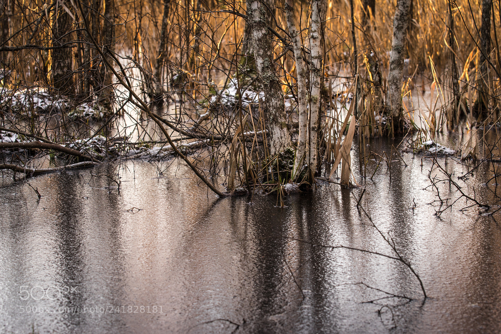 Pentax K-1 sample photo. Wild, wild forest... photography