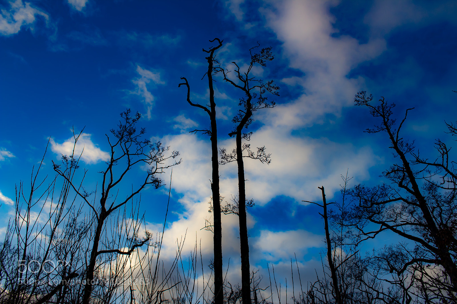 Canon EOS 1300D (EOS Rebel T6 / EOS Kiss X80) sample photo. Trees on blue sky photography