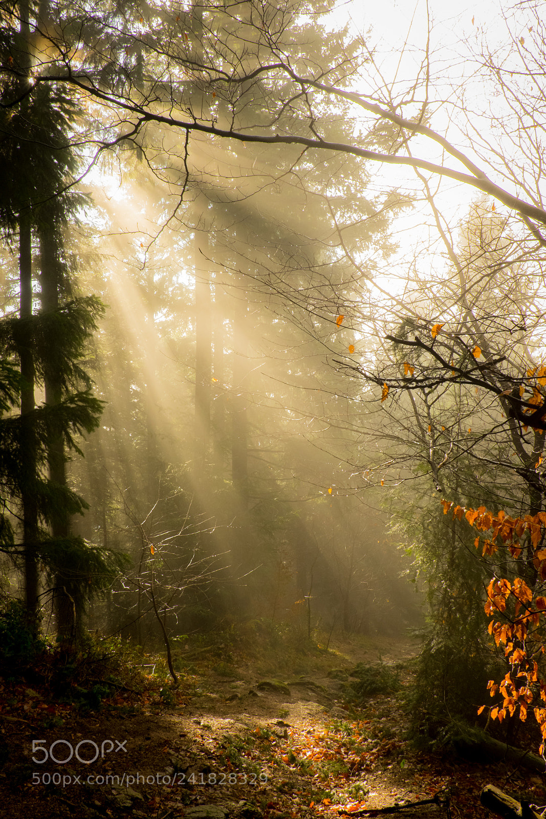 Fujifilm X-T1 sample photo. Mystischer wald iii photography