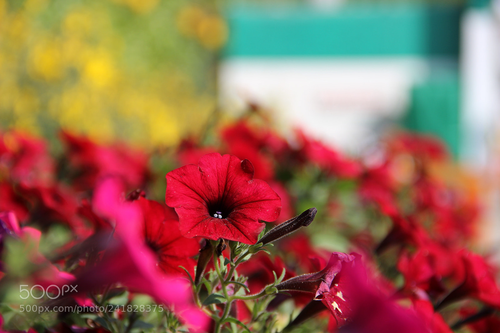 Canon EF-S 18-135mm F3.5-5.6 IS sample photo. Redflowers photography