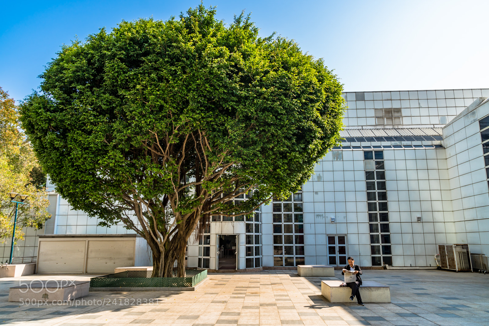 Sony a6500 sample photo. Big tree photography