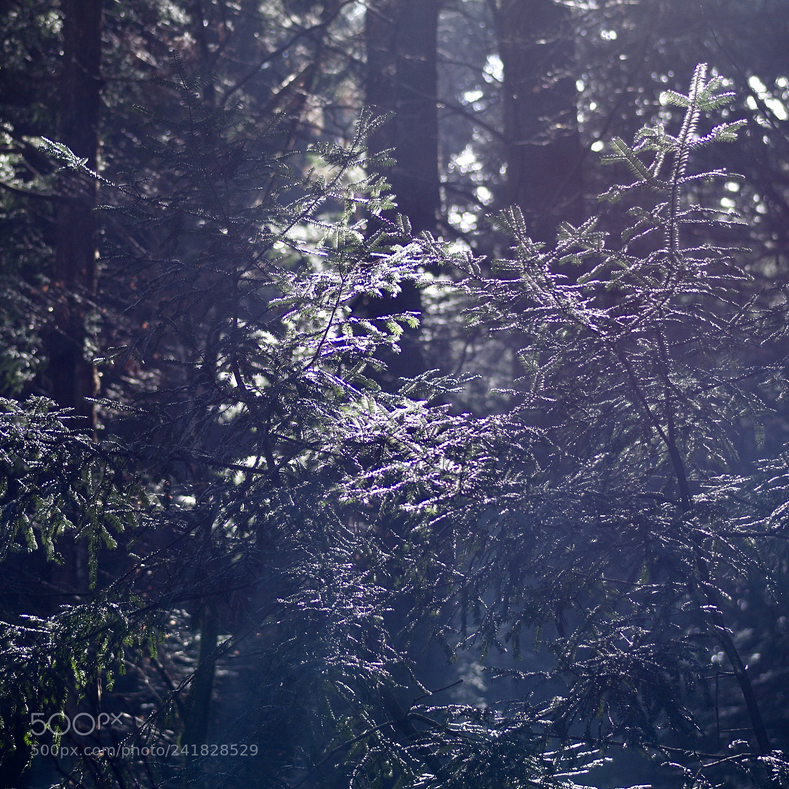 Pentax K-50 sample photo. ｼｽﾞｹｻﾉﾅｶ photography
