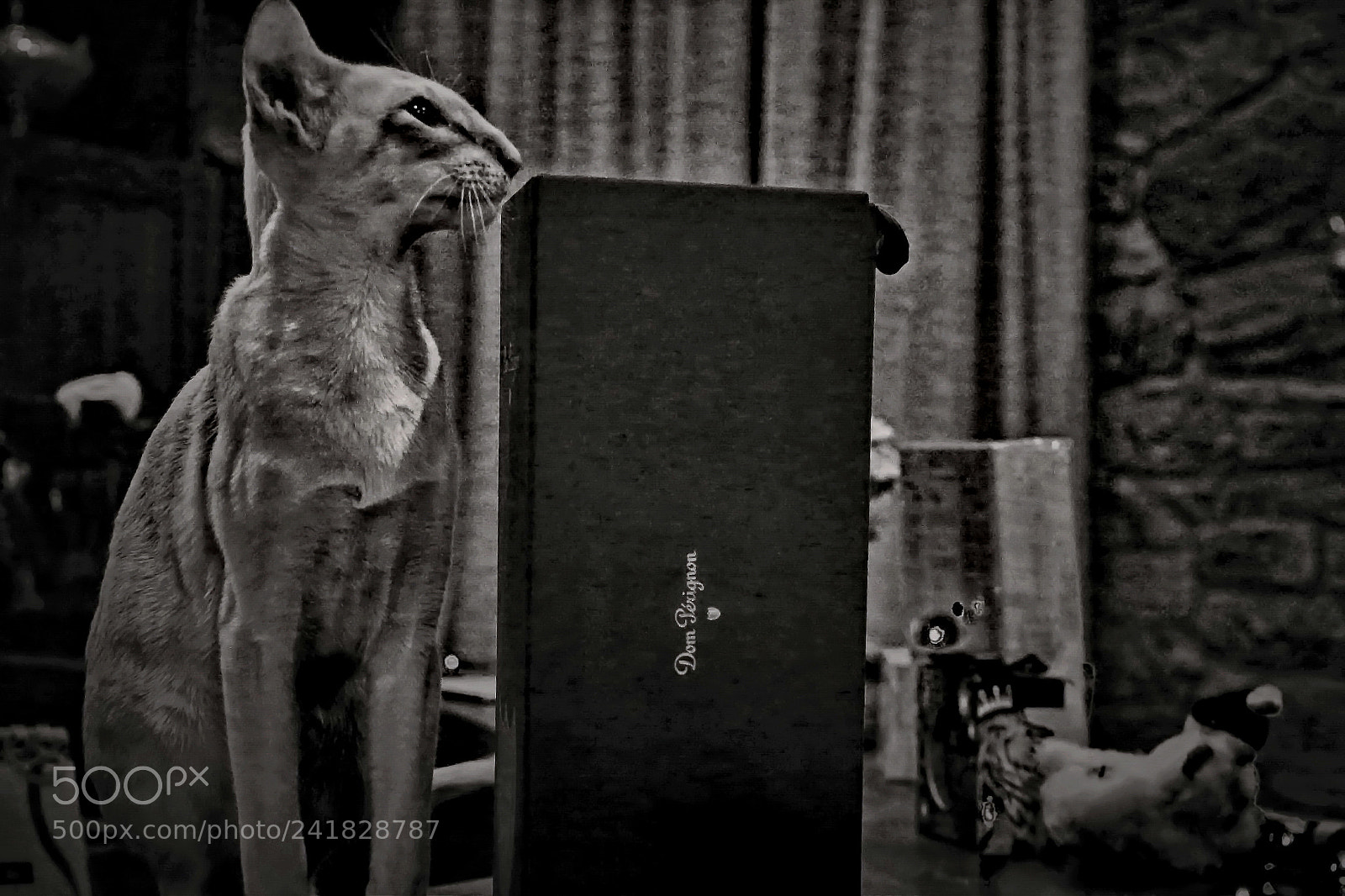 Canon EOS sample photo. Cat photography