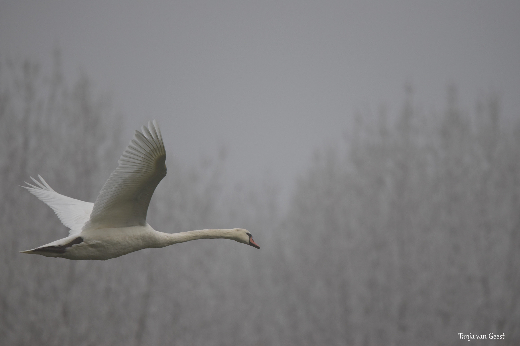 Sigma 150-600mm F5-6.3 DG OS HSM | C sample photo. On a cold and misty morning photography