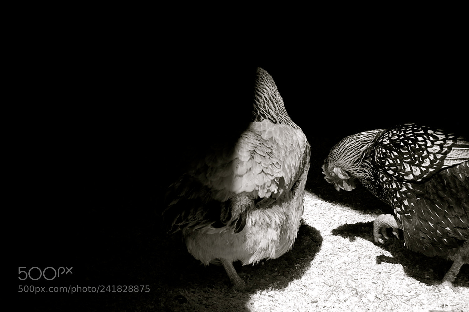 Nikon D40 sample photo. Black and white beauties photography