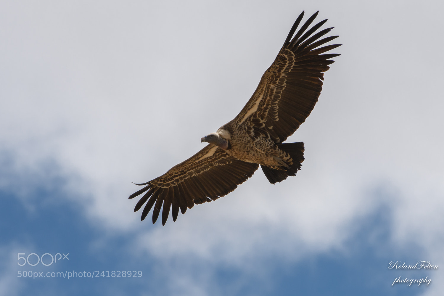 Nikon D500 sample photo. Rüppell's vulture photography