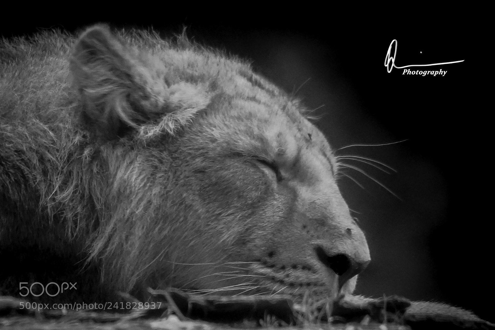 Sony a7 II sample photo. The lion sleeps tonight photography