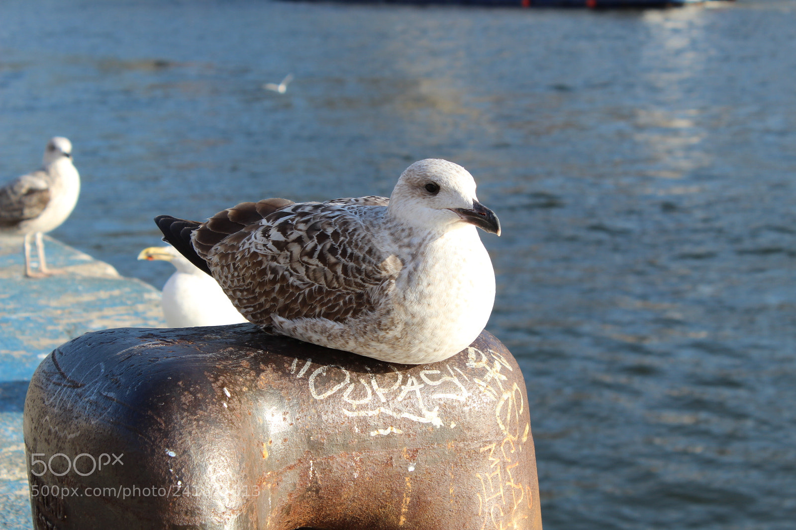 Canon EOS 1300D (EOS Rebel T6 / EOS Kiss X80) sample photo. Portuguese seagull photography