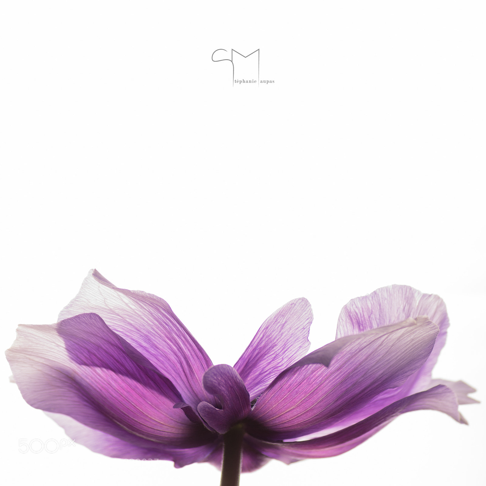 Pentax K-3 sample photo. Anémone violet photography