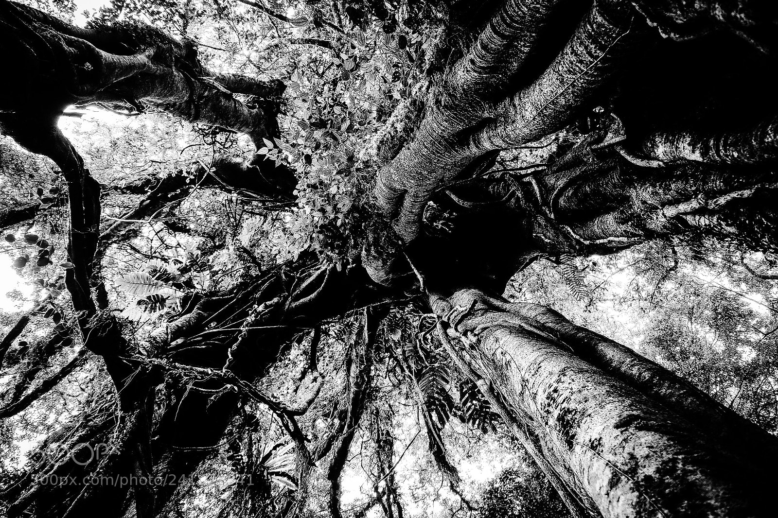 Fujifilm X-T1 sample photo. Under the trees photography