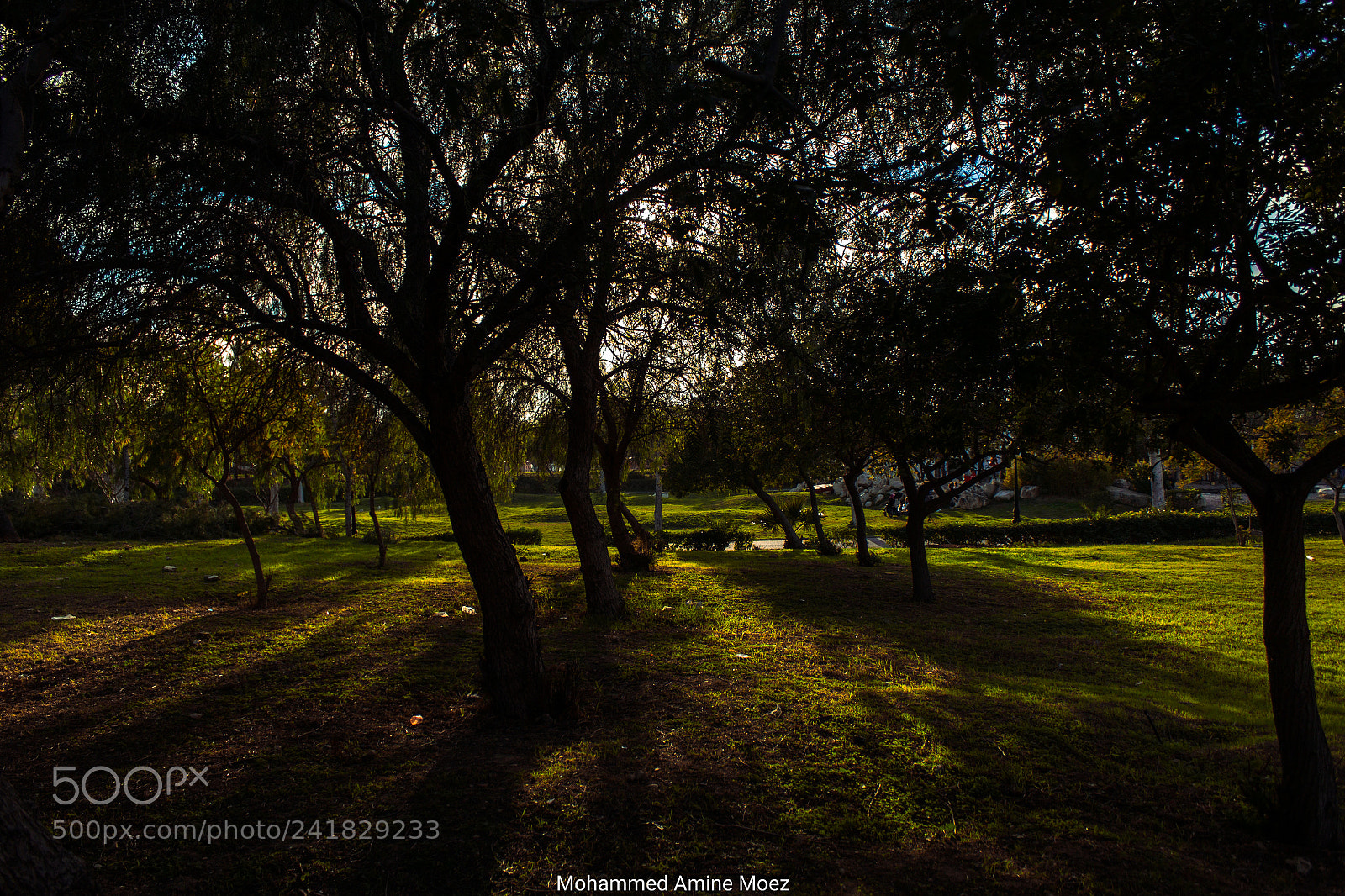 Canon EOS 60D sample photo. Peaceful green photography