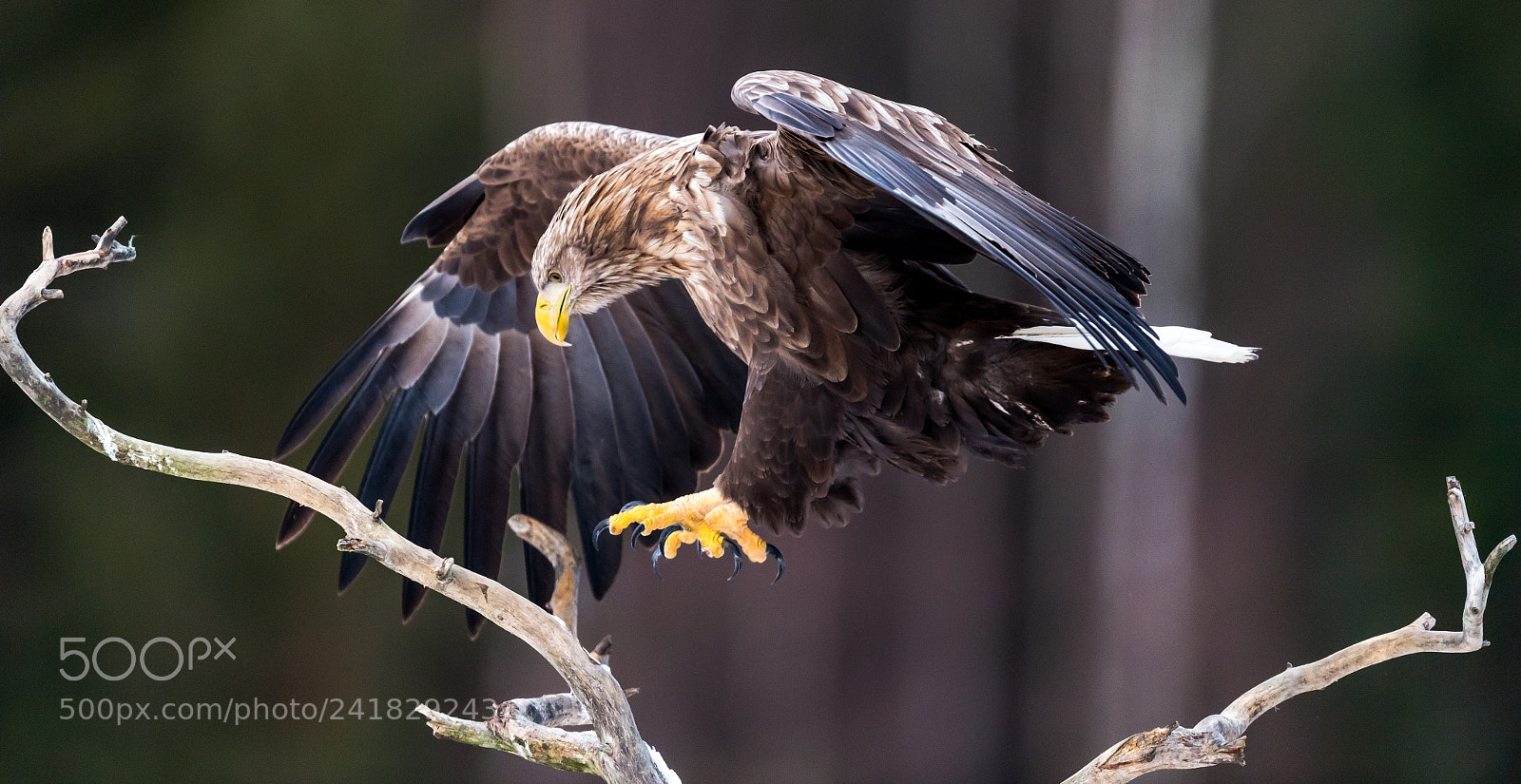 Nikon D5 sample photo. Eagle,f rnebofj rden national photography