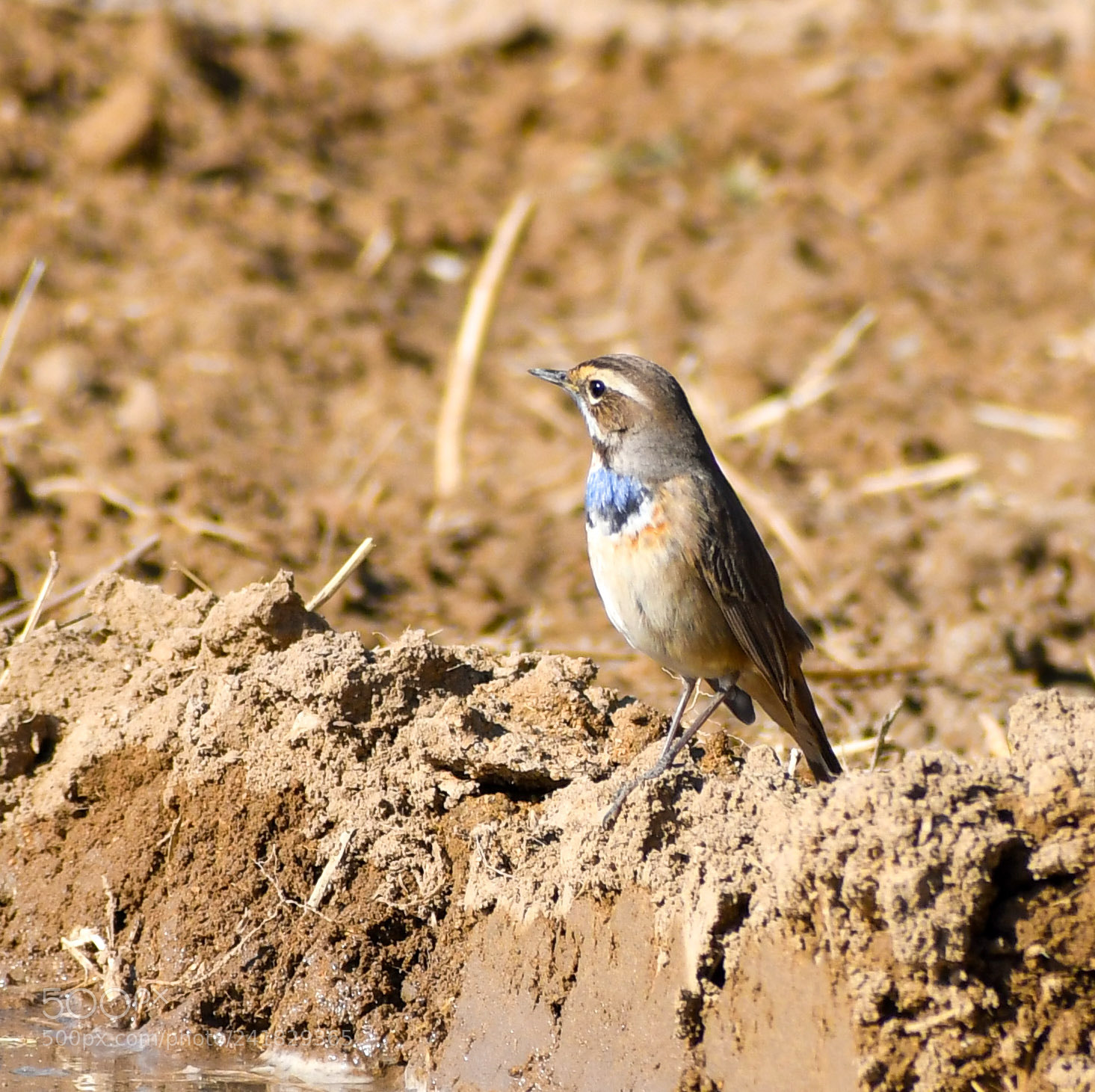 Nikon D500 sample photo. Blue throat photography