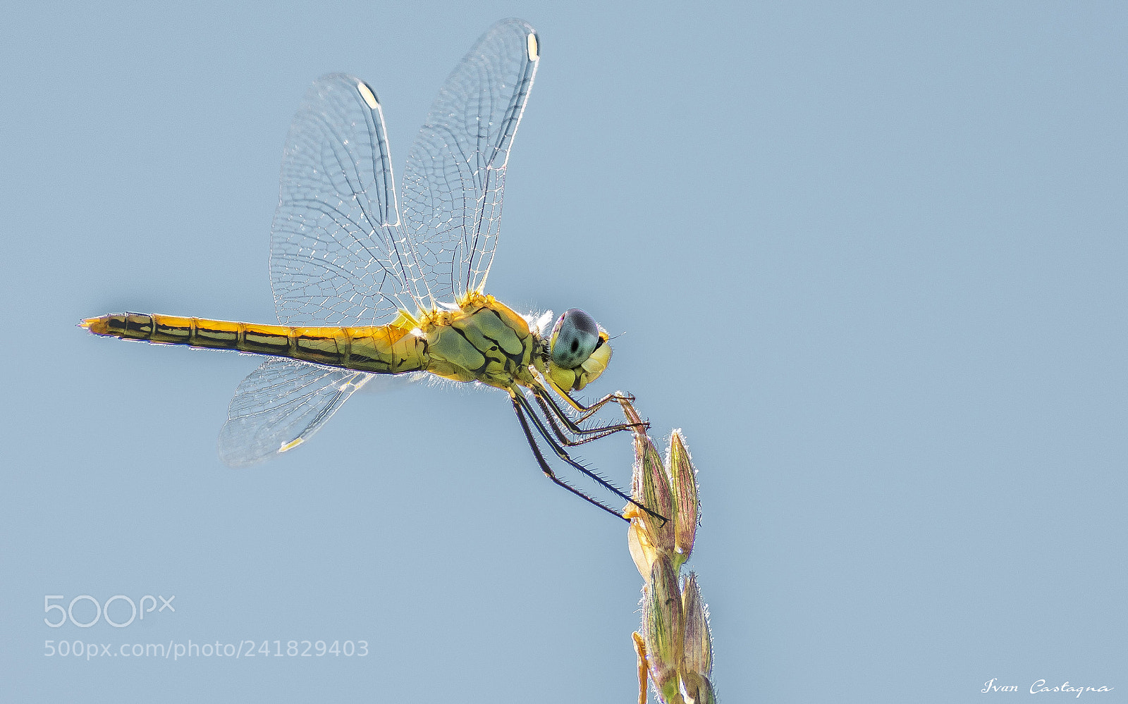 Nikon D7200 sample photo. Dragonfly photography